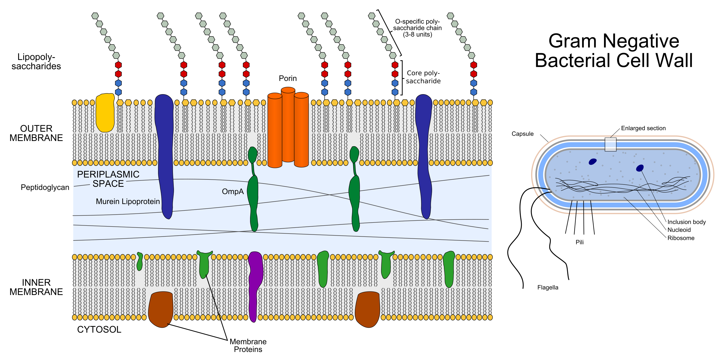 My PhD dissertation: The intersection of bacterial pathogenesis and immunology